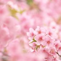 春といえば桜