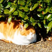 春の猫スピと花おまじないのかえで。セッション♪