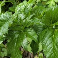 生命力を高める旬の薬草